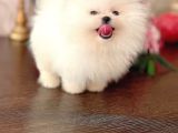 Beyaz Ayicik Pomerani̇an Boo