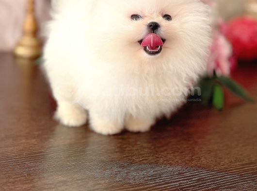 Beyaz Ayicik Pomerani̇an Boo görsel
