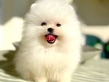 Beyaz Ayicik Pomerani̇an Boo