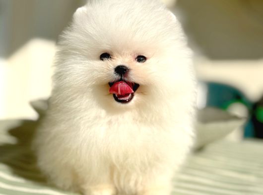 Beyaz Ayicik Pomerani̇an Boo görsel