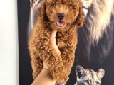 Toy Poodle Yavrumuz Için Arayabilirsiniz