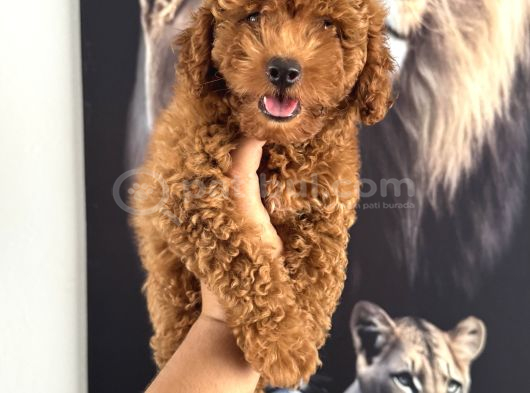Toy Poodle Yavrumuz Için Arayabilirsiniz