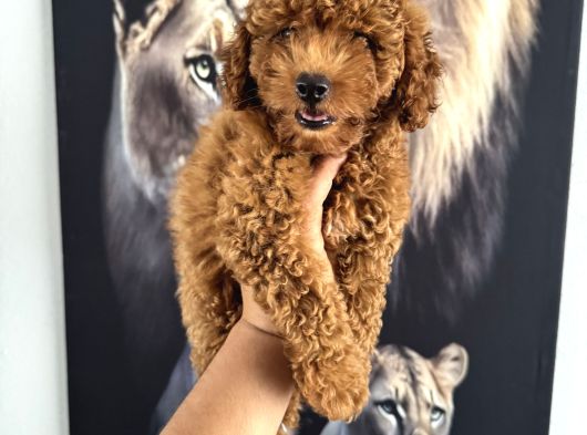 En Tatlı Toy Poodle Yavrularımız Için Arayabilirsiniz görsel