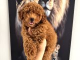 Toy Poodle Yavrumuz Için Arayabilirsiniz