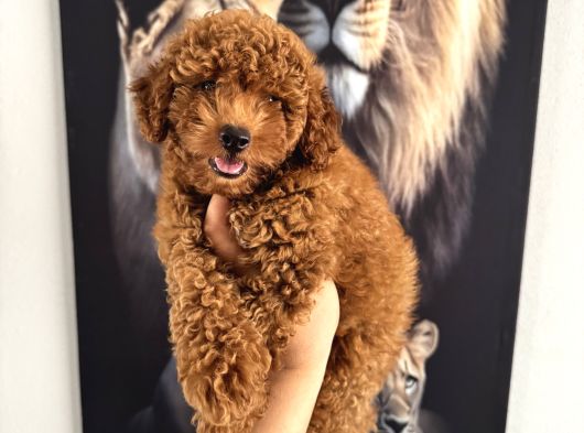 Toy Poodle Yavrumuz Için Arayabilirsiniz görsel