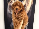 Toy Poodle Yavrumuz Için Arayabilirsiniz