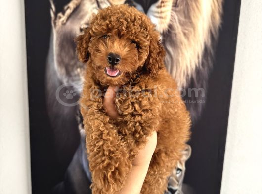Toy Poodle Yavrumuz Için Arayabilirsiniz görsel