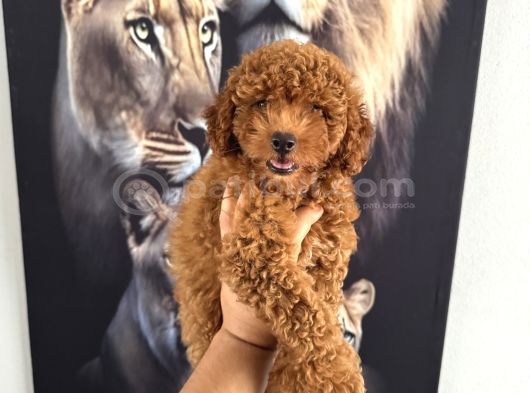 Toy Poodle Yavrumuz Için Arayabilirsiniz görsel