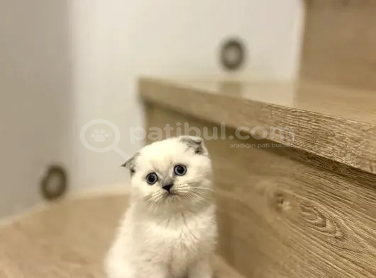 Mi̇ni̇k Kar Toplari görsel