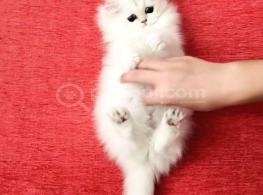 Sevgi Yumağı Cimcime Bir Kız görsel