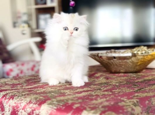 Sevgi Yumağı Cimcime Bir Kız görsel
