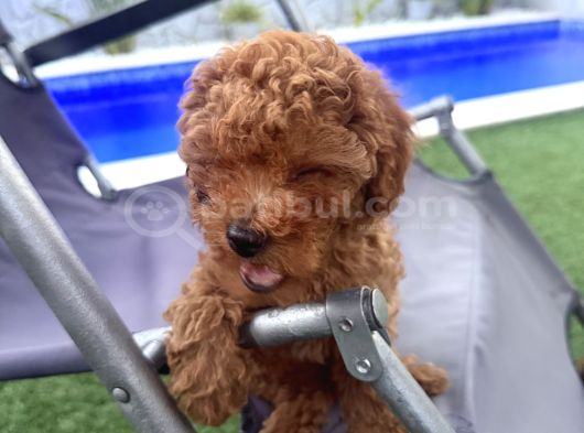 2 Aylık Koyu Renk Erkek Teacup Toy Poodle Yavrularımız görsel