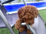2 Aylık Koyu Renk Erkek Teacup Toy Poodle Yavrularımız