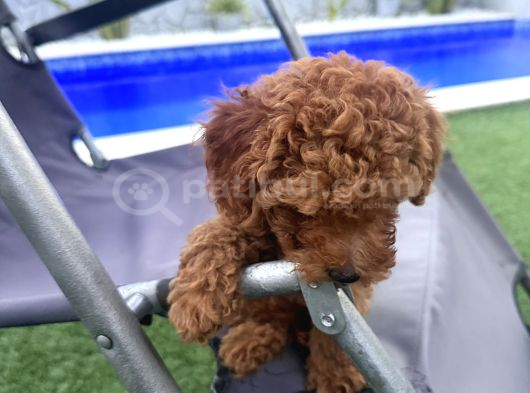 2 Aylık Koyu Renk Erkek Teacup Toy Poodle Yavrularımız görsel