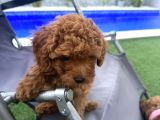 2 Aylık Koyu Renk Erkek Teacup Toy Poodle Yavrularımız