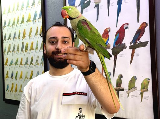 Evci̇l Eği̇ti̇mli̇ Halkali Alexander İskender Papağani