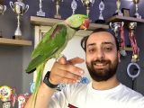 Evci̇l Eği̇ti̇mli̇ Halkali Alexander İskender Papağani