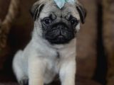 Safkan Pug Mops Yavrularimiz