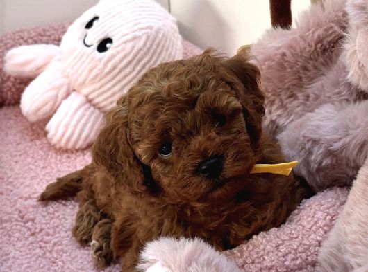 Red Brown Toy Poodle Bebekler