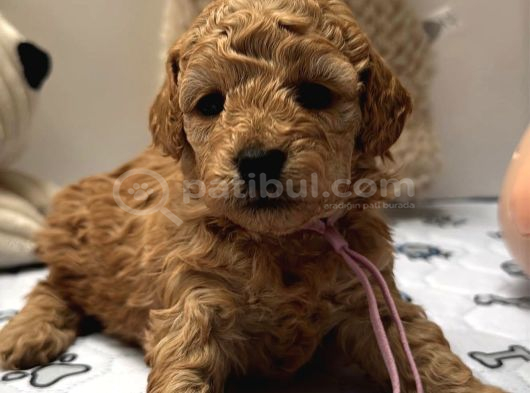Yeni̇ Evi̇ni̇ Bekleyen Toy Poodle Bebekler görsel