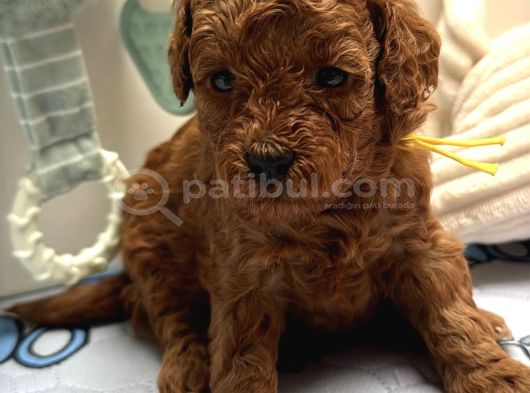 Yeni̇ Evi̇ni̇ Bekleyen Toy Poodle Bebekler