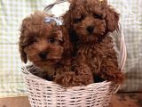 Red Brown Toy Poodle Bebekler