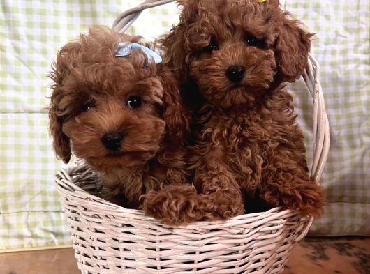 Red Brown Toy Poodle Bebekler görsel