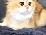 British Shorthair Golden