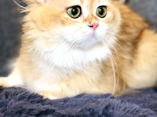 British Shorthair Golden görsel