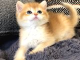 British Shorthair Golden
