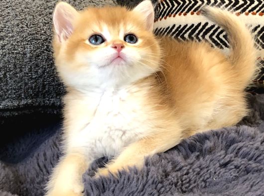 British Shorthair Golden görsel