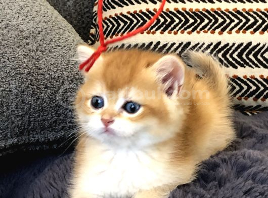 British Shorthair Golden görsel