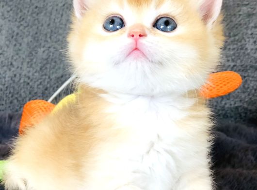 British Shorthair Golden