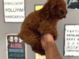 Toypoddle