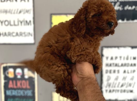 Toypoddle görsel