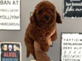 Toypoddle