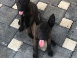 Yurtdışı Kan Hattı Koyu Maskeli Belçika Malinois Yavrulqr