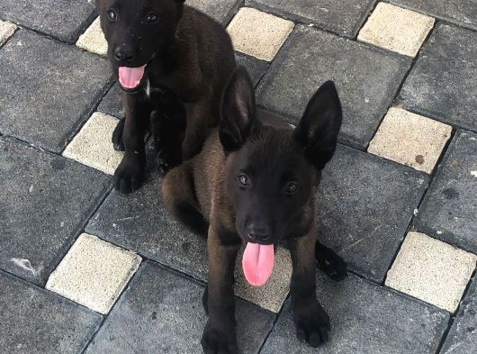Yurtdışı kan hattı koyu maskeli belçika malinois yavrulqr