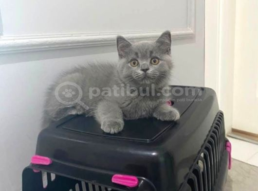 Aşırı Güzel Oyuncu Anne Altından British Shorthair Yavrumuz