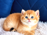 Saf Kan British Shorthair Ve Longhair Golden