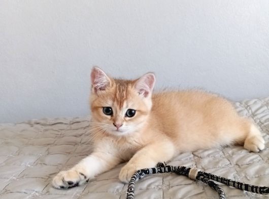 British Shorthair Golden Ny 11 görsel