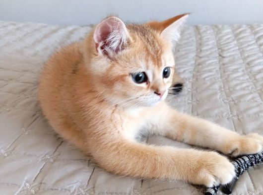 British Shorthair Golden Ny 11 görsel