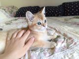 British Shorthair Golden Ny 11