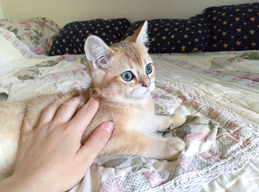 British Shorthair Golden Ny 11