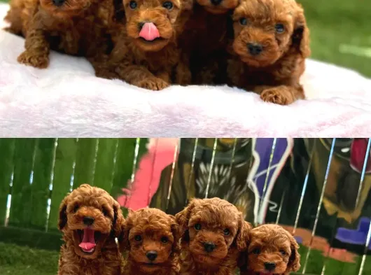 Denizli Poodle Evinden Oyuncak Boy Poodle Bebekler görsel
