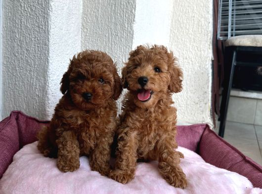 Denizli Poodle Evinden Oyuncak Boy Poodle Bebekler görsel