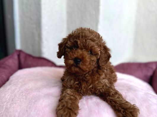 Denizli Poodle Evinden Oyuncak Boy Poodle Bebekler görsel