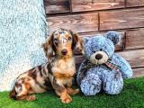 Long Hair Dachshund