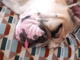 Sahibinden 10 Aylık Dişi İngiliz Bulldog  Acil İstanbul