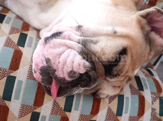 Sahibinden 10 Aylık Dişi İngiliz Bulldog  Acil İstanbul görsel